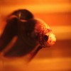 This is Swimmy.  He swims a lot.